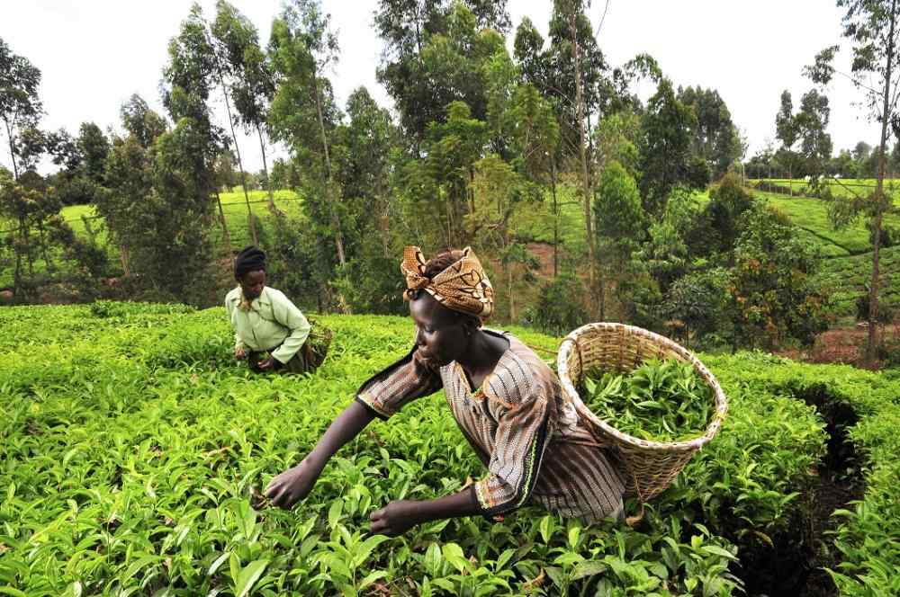 Joint Venture Creates Blockchain Ecosystem to Finance African Farmers