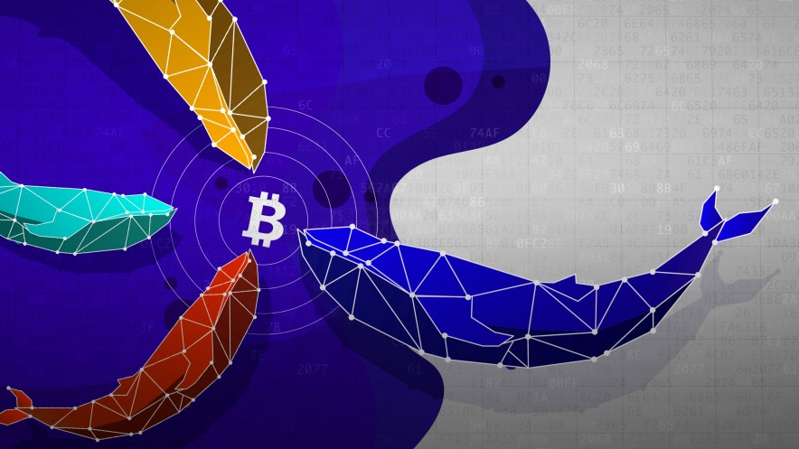 Whale Watching: Which Crypto Wallets Have the Biggest Balances?