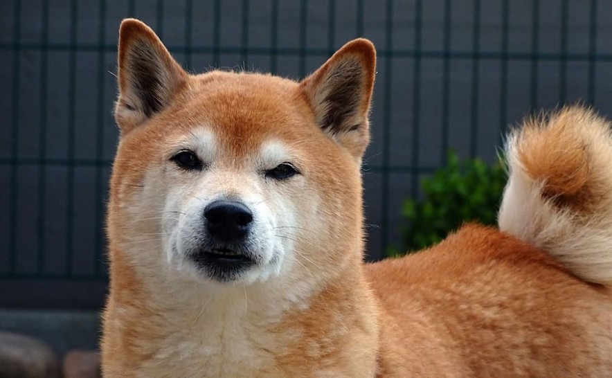 Shiba Inu Token: Is the Dogecoin Competitor a Legitimate Investment?
